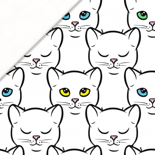 Koty z kolorowymi oczami
